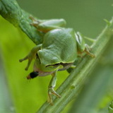 Tree frogs